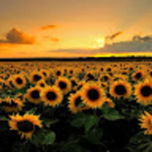 Meet your Posher, Shea